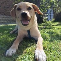 Lieber Hondo ❤ in Niedersachsen, Hund zur Adoption