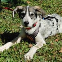 Süßes Welpenmädchen Cody, Hündin zur Adoption
