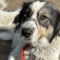 Hoshi sucht liebevolles, geduldiges Heim, Hündin zur Adoption