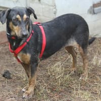 Potzok (w) sucht liebevolle Menschen, Hündin zur Adoption