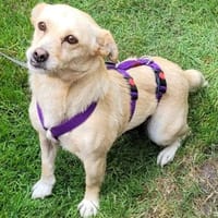 Kleine Liebe Tissa sucht ihre Familie, Hündin zur Adoption