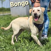 ❤ Bongo, Pflegefamilie Erkelenz, Hund zur Adoption