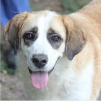 Franka ist eine traumhafte Hündin, Hündin zur Adoption