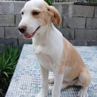 Cappucino 💙💙💙 sucht Happy-Home, Hund zur Adoption