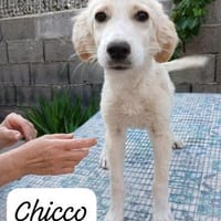 Chicco  💜💜💜 sucht Happy-Home, Hund zur Adoption
