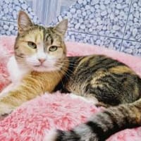 Kämpferin Trixa sucht ein Zuhause., Katze zur Adoption