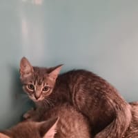 CORKIE, chatte à adopter
