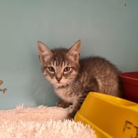 CHIKLETT, chat à adopter