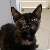 NADE, chatte à adopter
