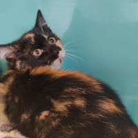 ISIS, chatte à adopter
