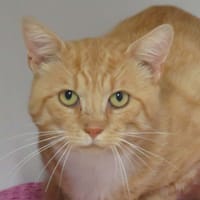 POULSI, chat à adopter