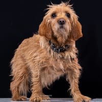 DIANE, chienne à adopter