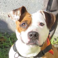 PERLE, chienne à adopter
