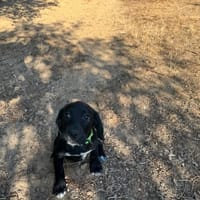 ARIA, chienne à adopter
