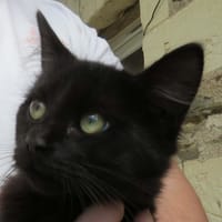 carbone, chat à adopter