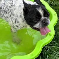 BOULI, chien à adopter