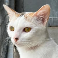 Assya, chatte à adopter
