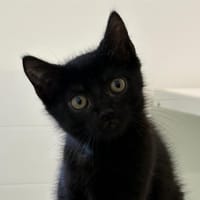 Arow, chat à adopter