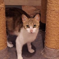 Isis, chatte à adopter