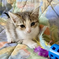 TAYA, chatte à adopter