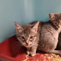 CHISPY, chat à adopter