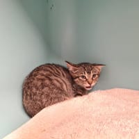 CHOEX, chat à adopter