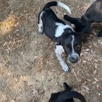 ARAMIS, chien à adopter