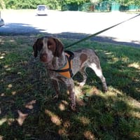 ATHOS, chien à adopter