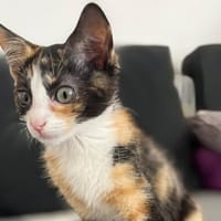 BUBBLE, chatte à adopter