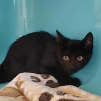 FICELLO, chat à adopter