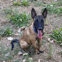 COGA, chien à adopter