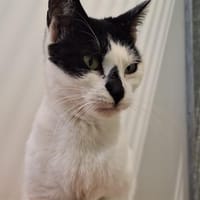 colette, chatte à adopter