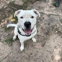 ALAN, chien à adopter