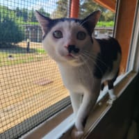 Mortimer, chat à adopter