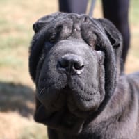 VADIM DU MONDE DE DJAYA, chien à adopter