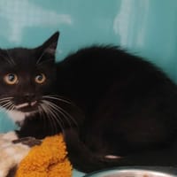ZEUS, chat à adopter