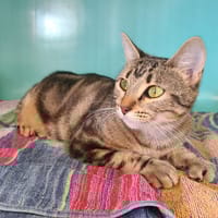 Stumpy, chatte à adopter