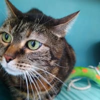 Lili, chatte à adopter