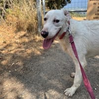 ESPOIR, chien à adopter