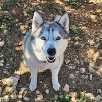 RIVA, chienne à adopter