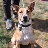 JORA, chienne à adopter