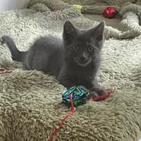 GRISETTE, chat à adopter