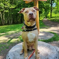 GLAM dit gucci  PAA22979, chien à adopter