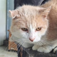 MELBO, chat à adopter