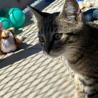 DIAMAT, chat à adopter