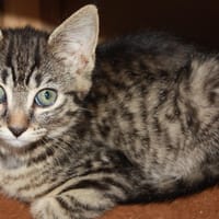 Maki, chatte à adopter