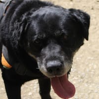 Pepere, chien à adopter