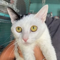 PERDITA, chatte à adopter