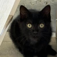 Anaïs, chatte à adopter