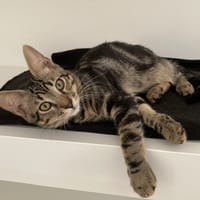 THOR, chat à adopter